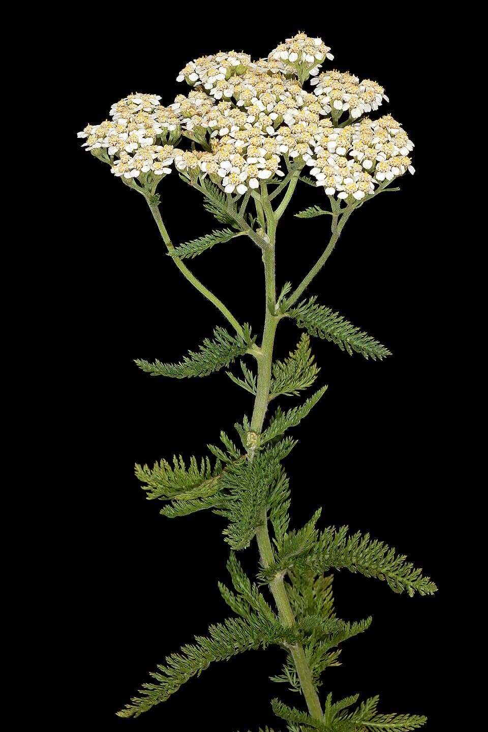 Common yarrow
