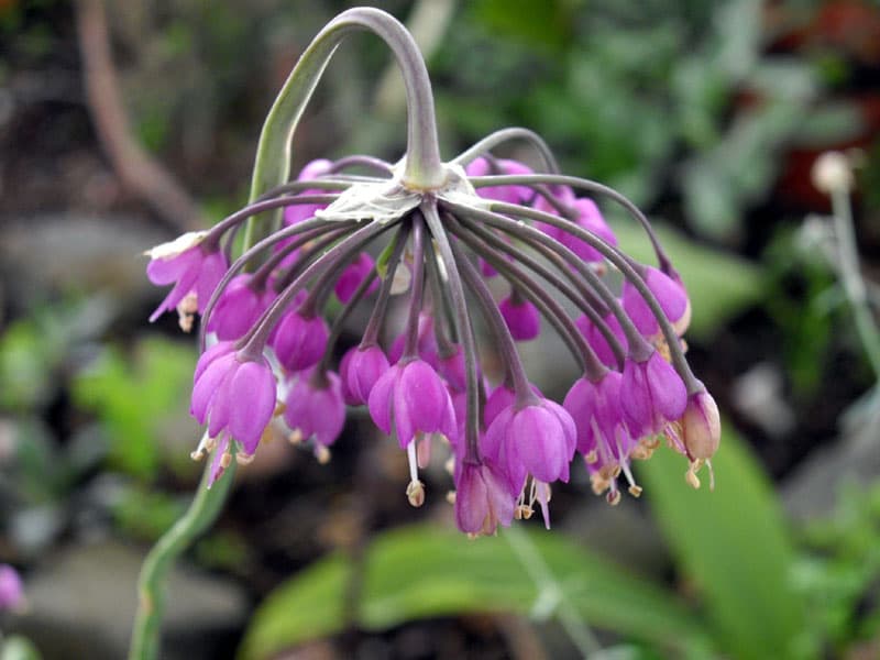 Nodding onion