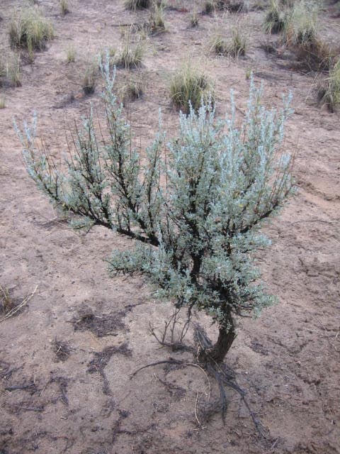 Big sagebrush