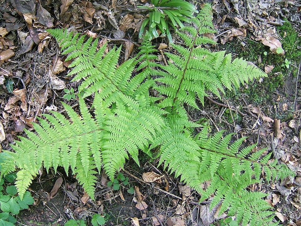 Lady fern