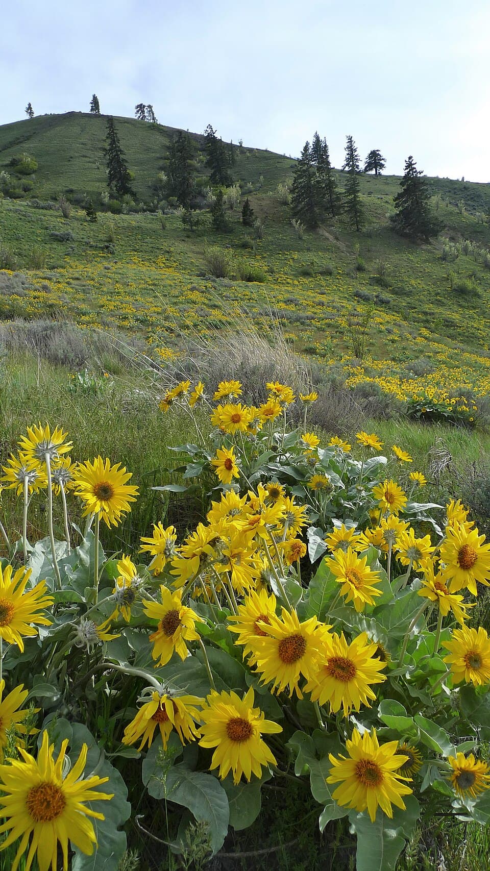 Arrowleaf balsamroot