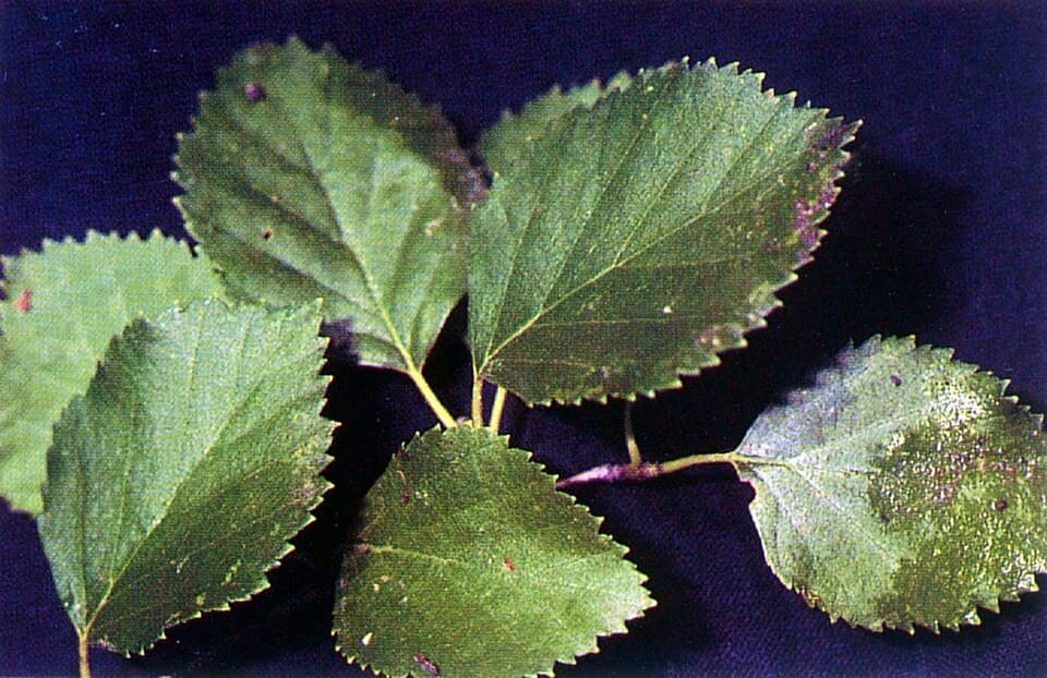 Water birch