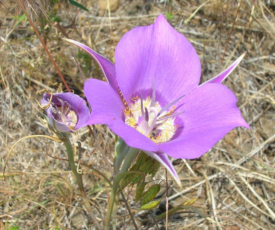 Sagebrush mariposa lily