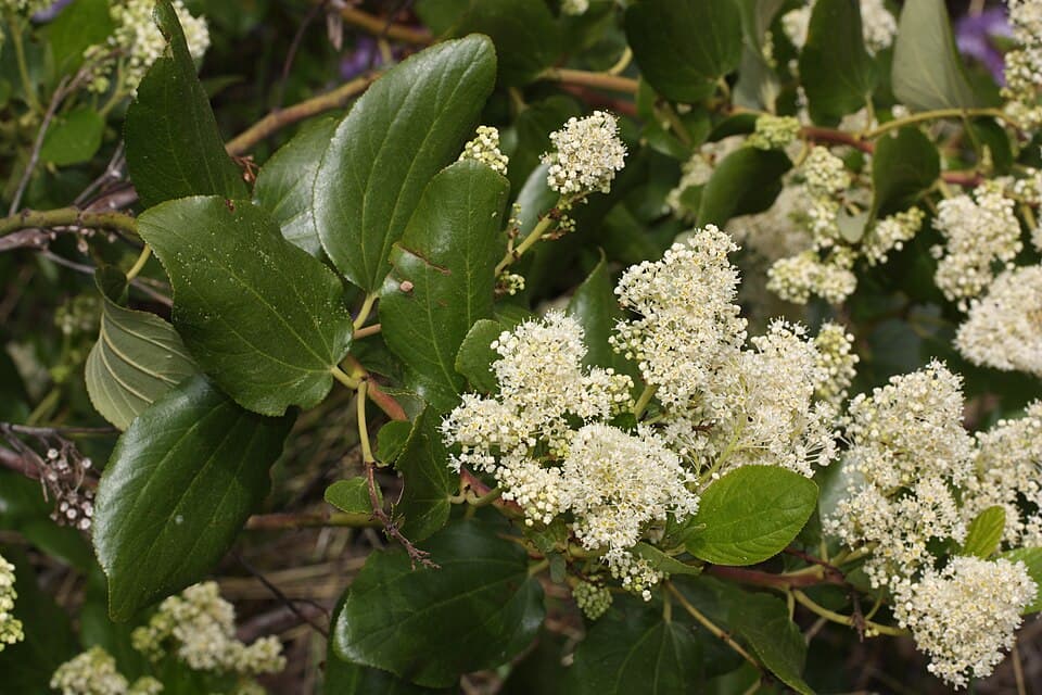 Snowbrush ceanothus