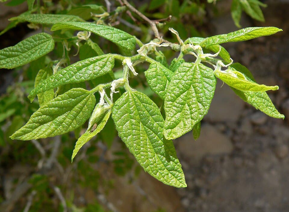Netleaf hackberry