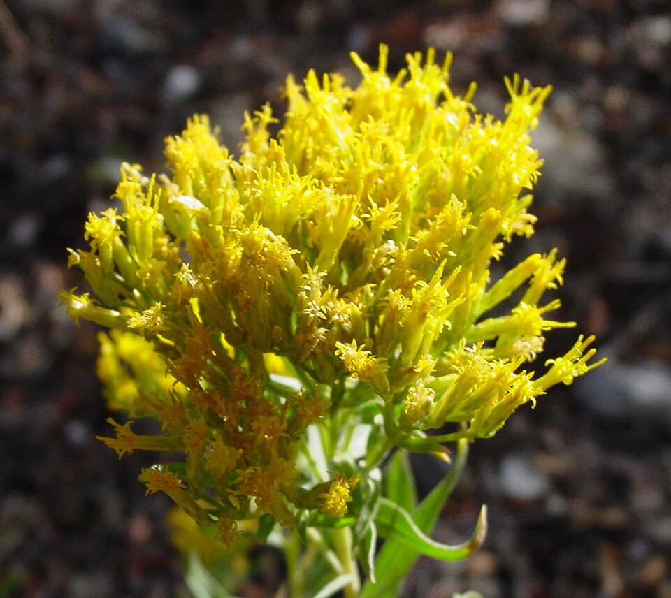 Green rabbitbrush