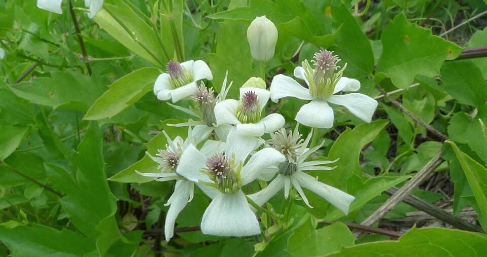 Western clematis