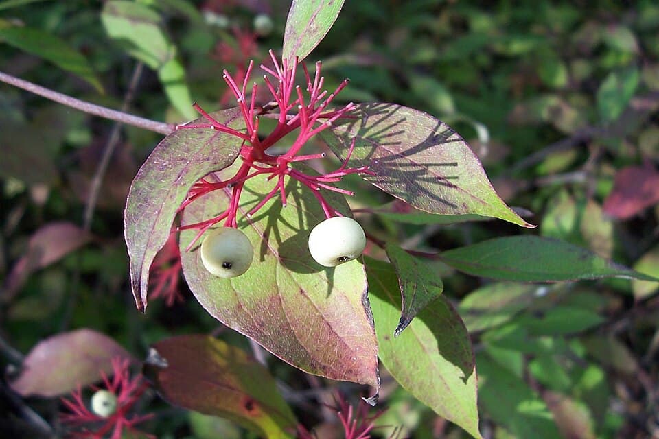 Red-osier dogwood