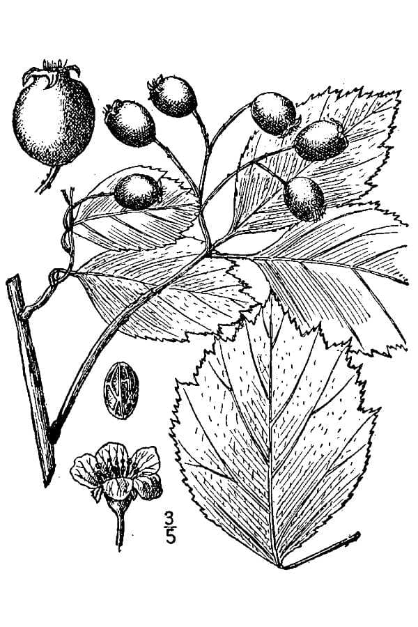 Black hawthorn