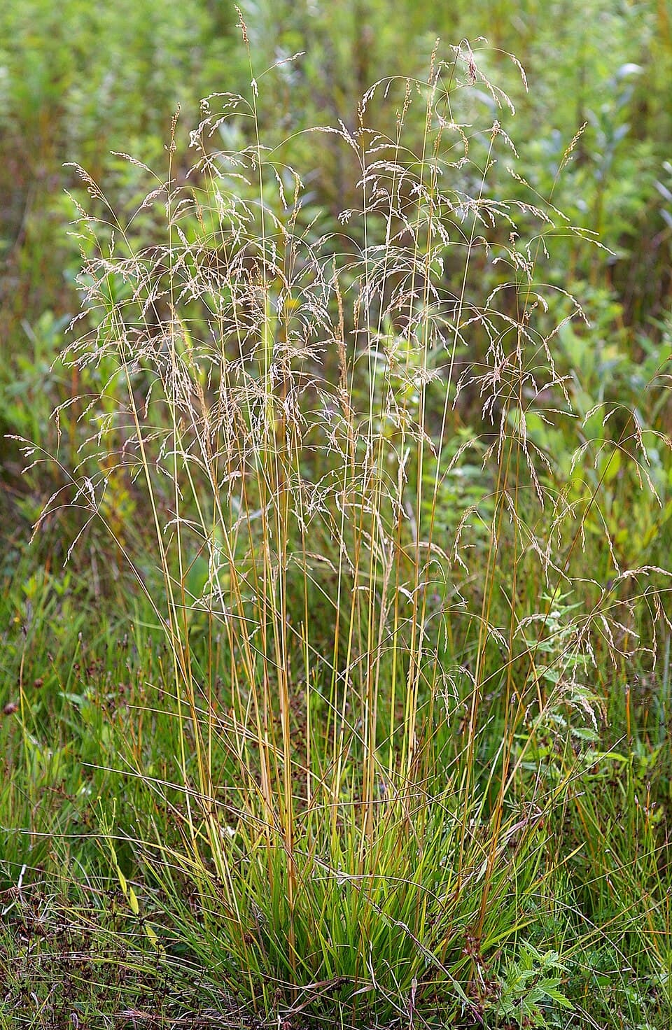 Tufted hairgrass