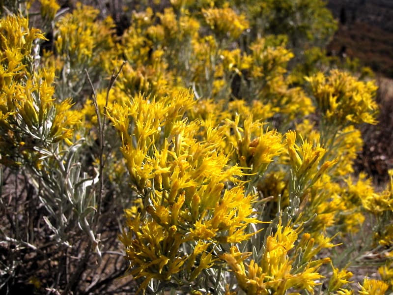 Rubber rabbitbrush