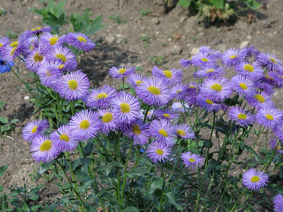 Showy fleabane