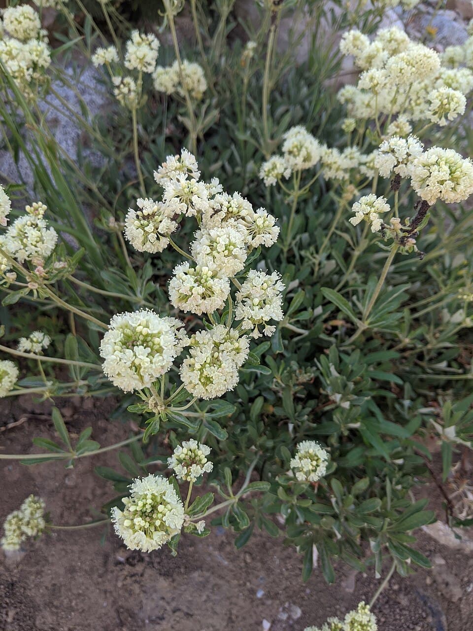 Parsnipflower buckwheat