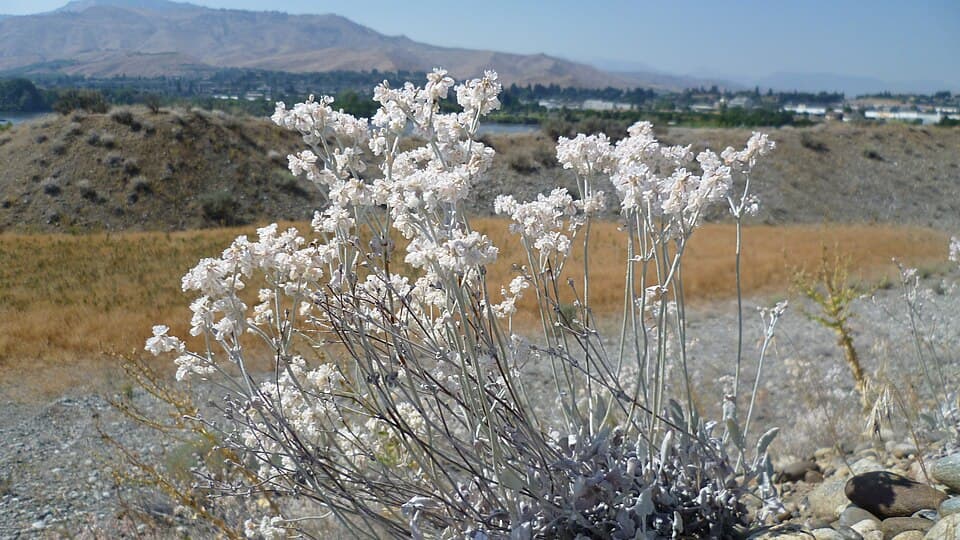 Snow buckwheat