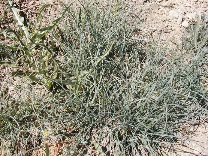 Idaho fescue