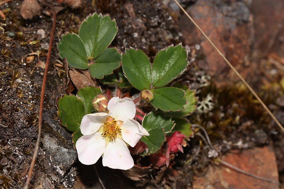 Wild strawberry