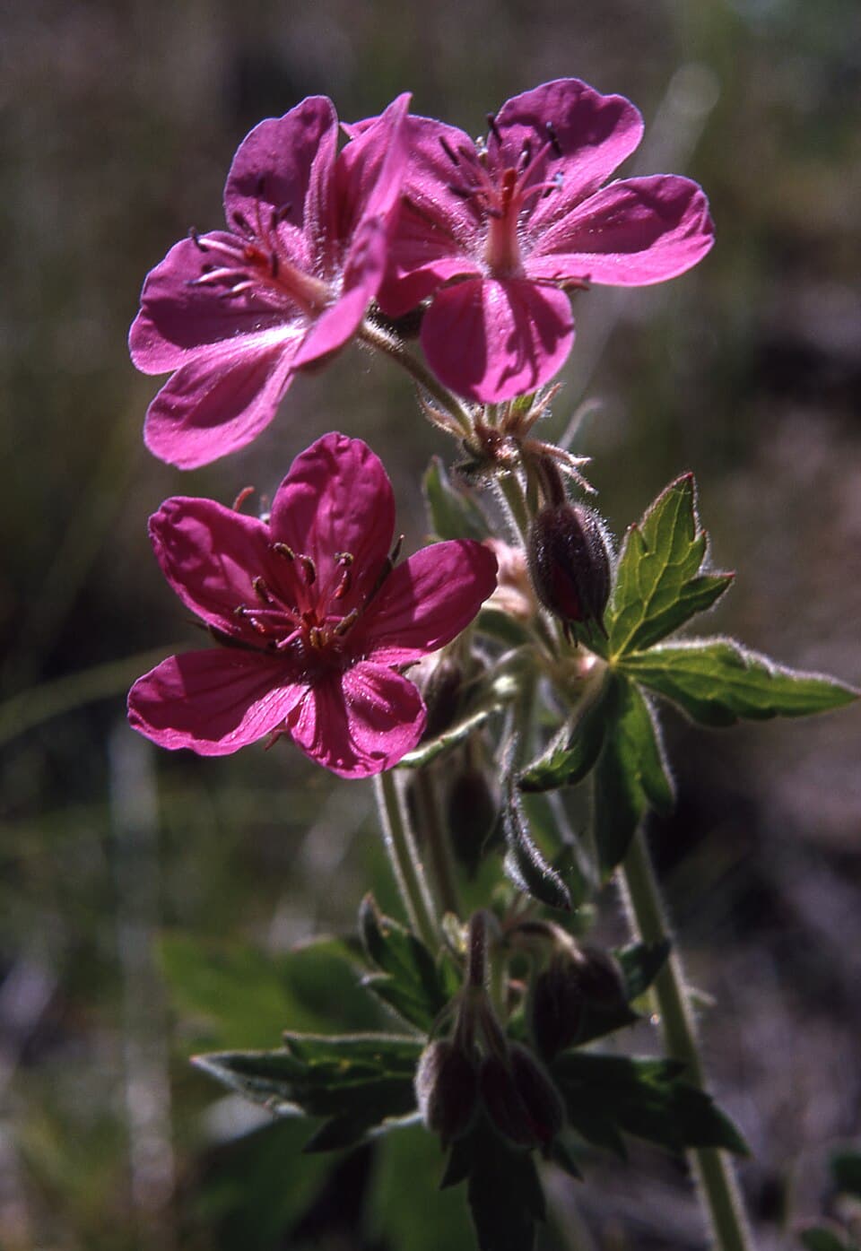 Sticky geranium