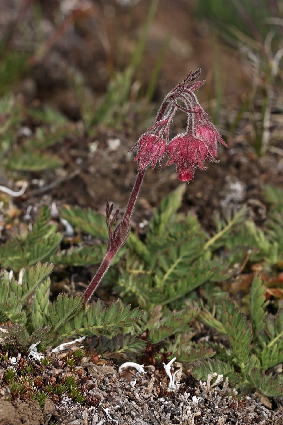 Prairie smoke