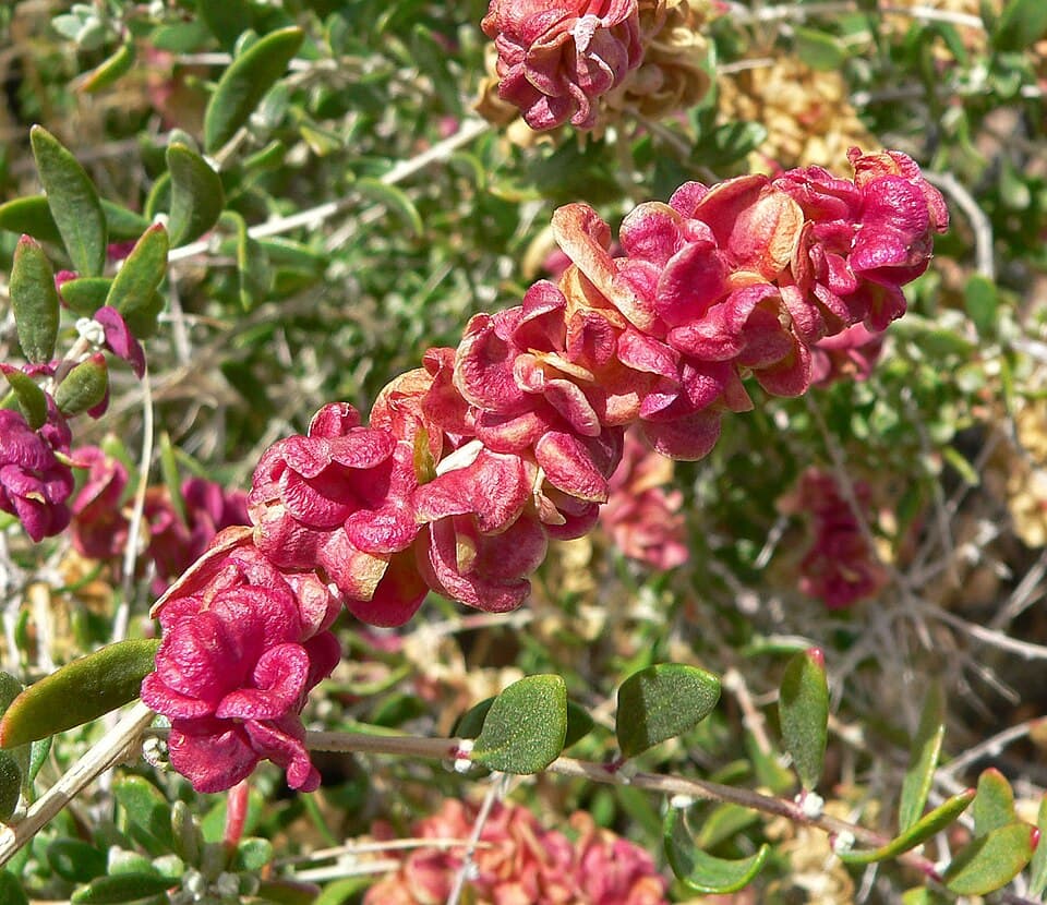 Spiny hopsage