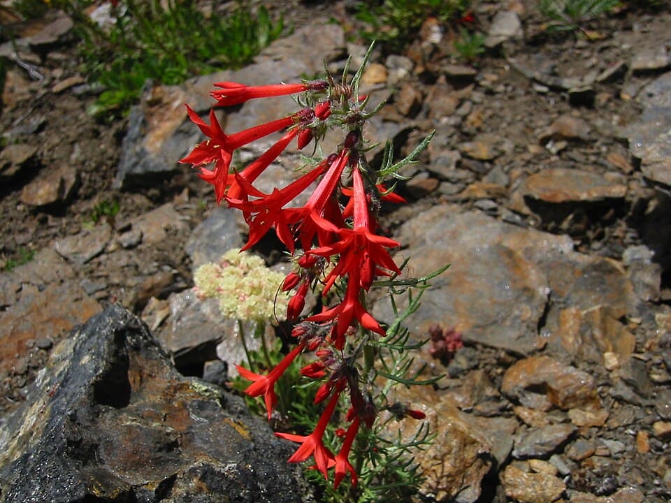 Scarlet gilia