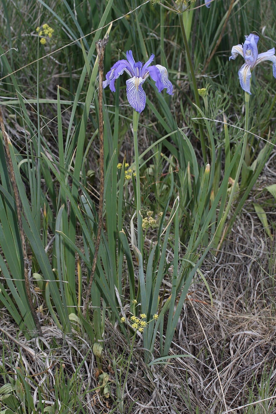 Rocky Mountain iris