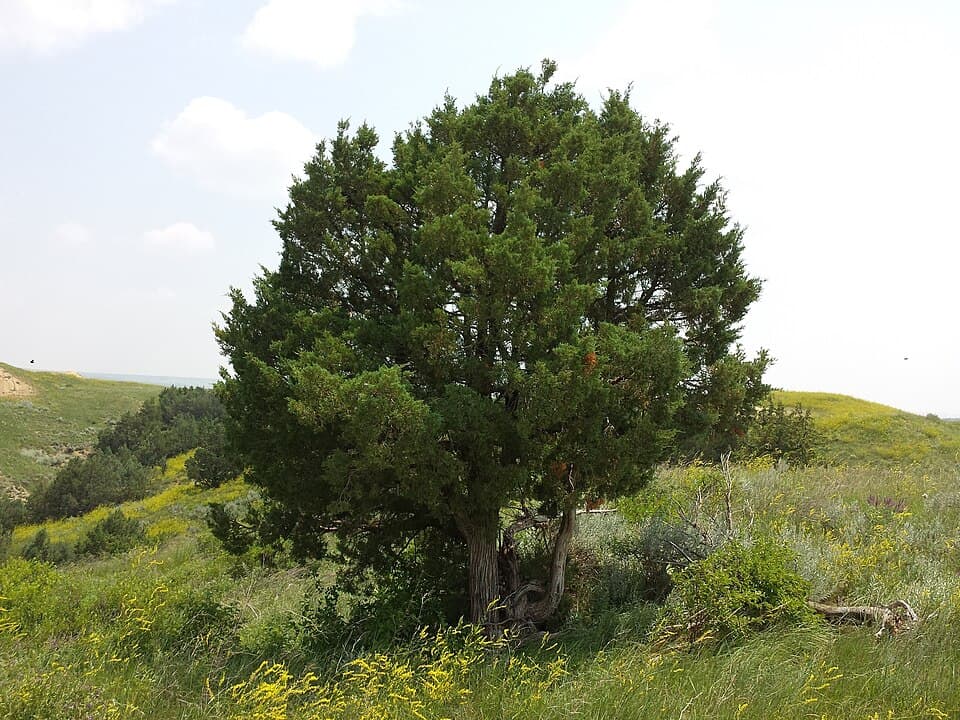 Rocky Mountain juniper