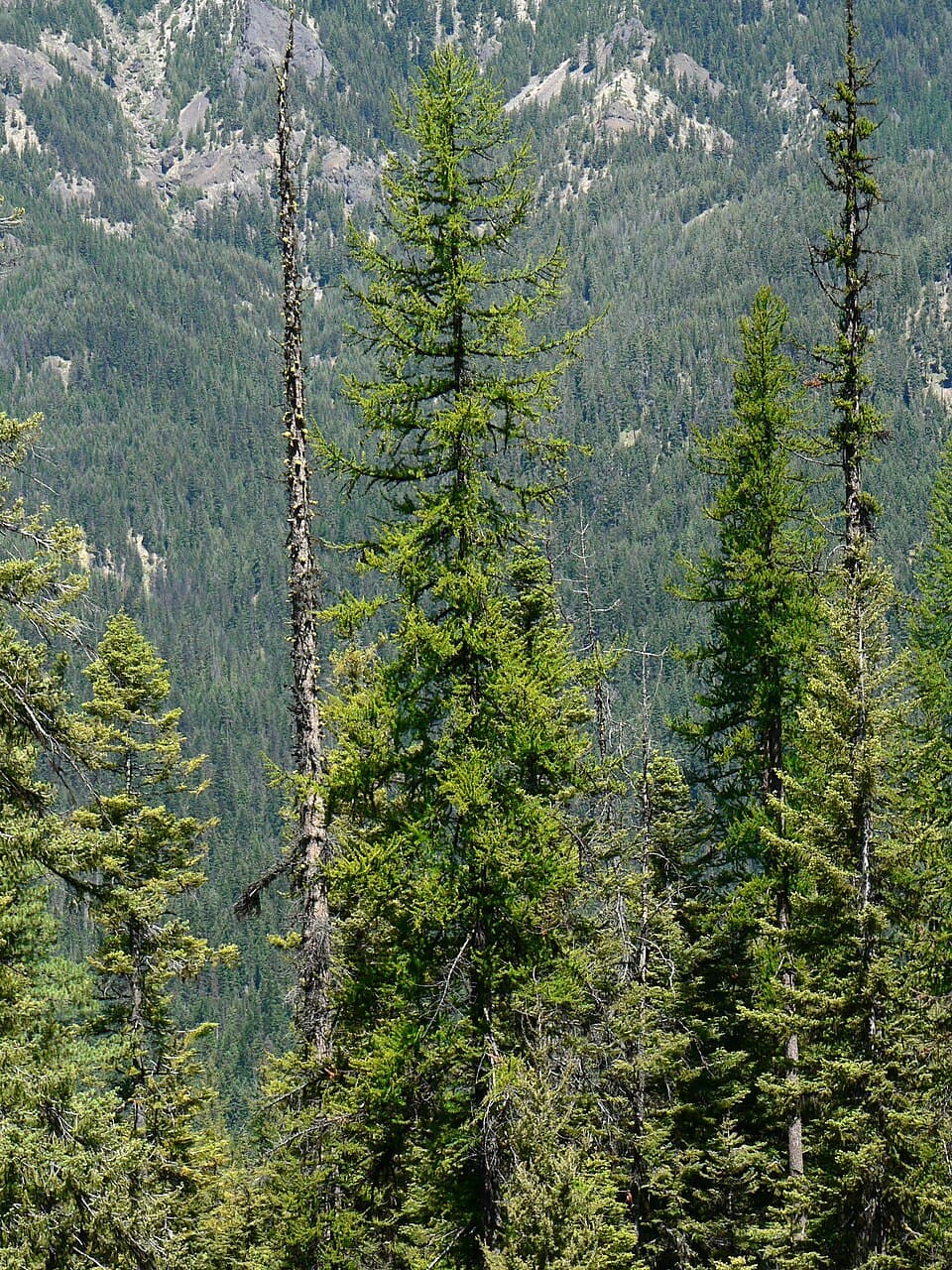 Western larch