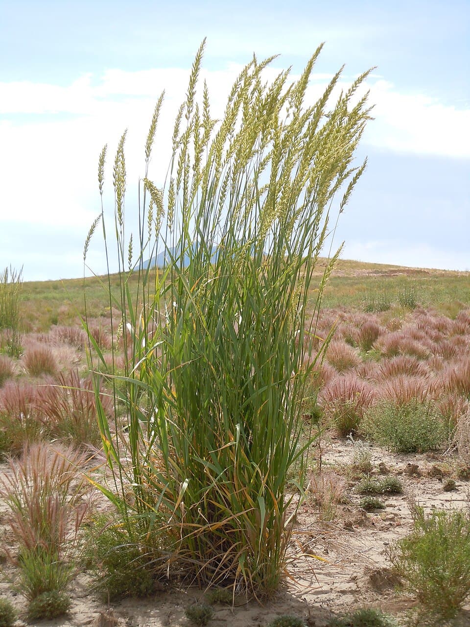 Basin wildrye
