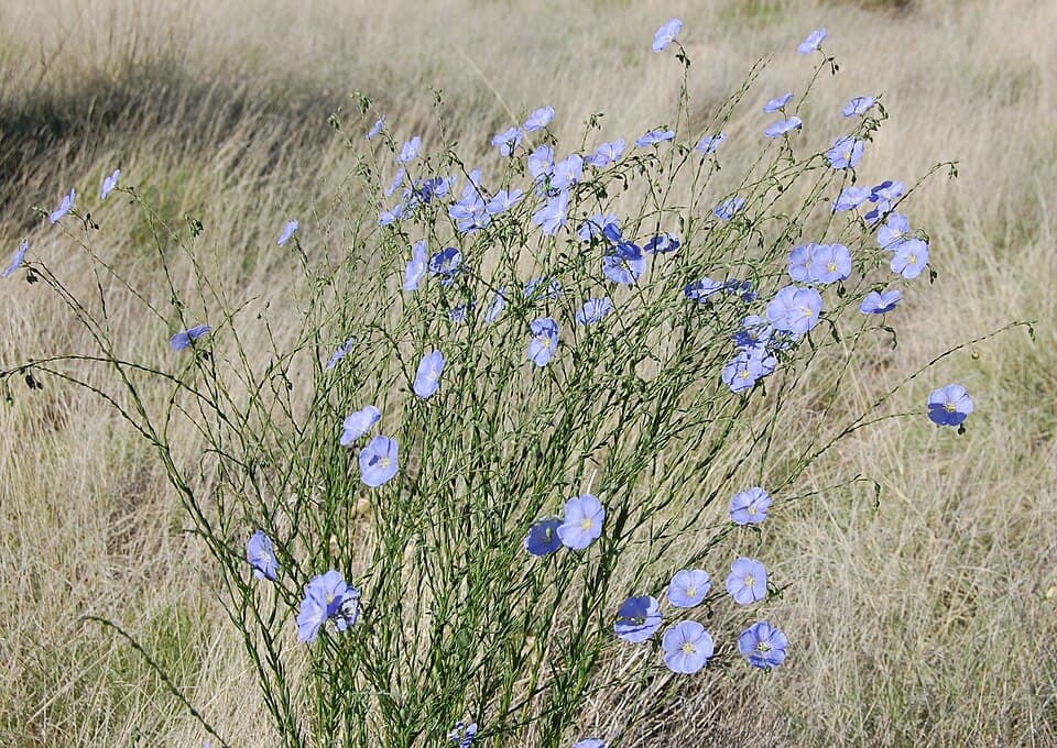 Blue flax
