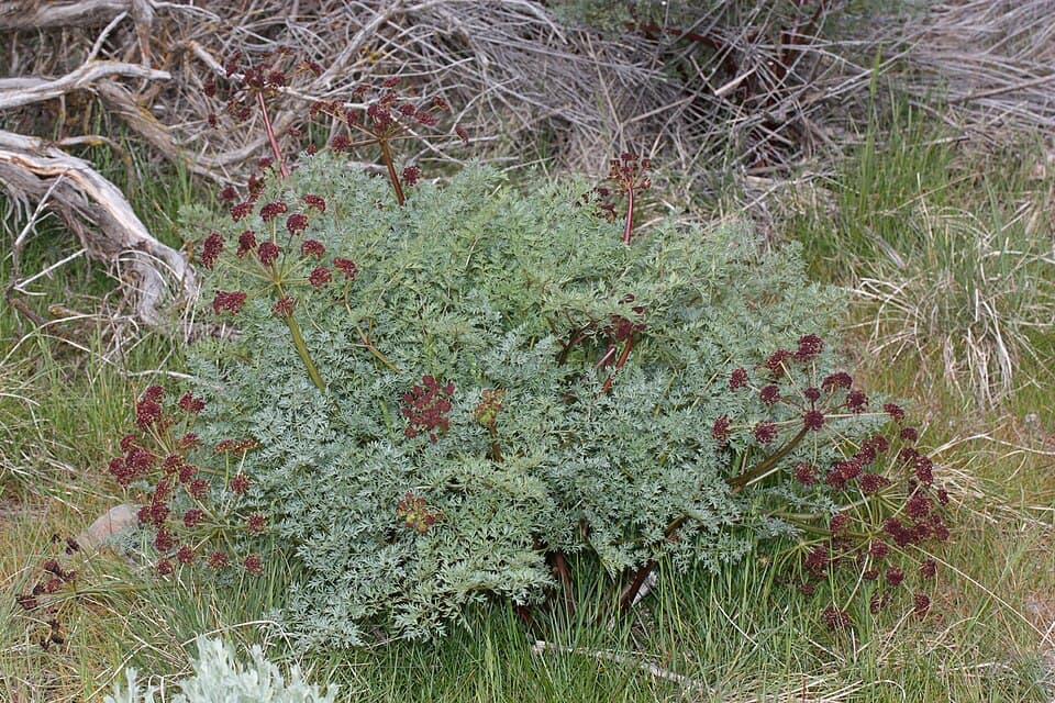 Fernleaf biscuitroot