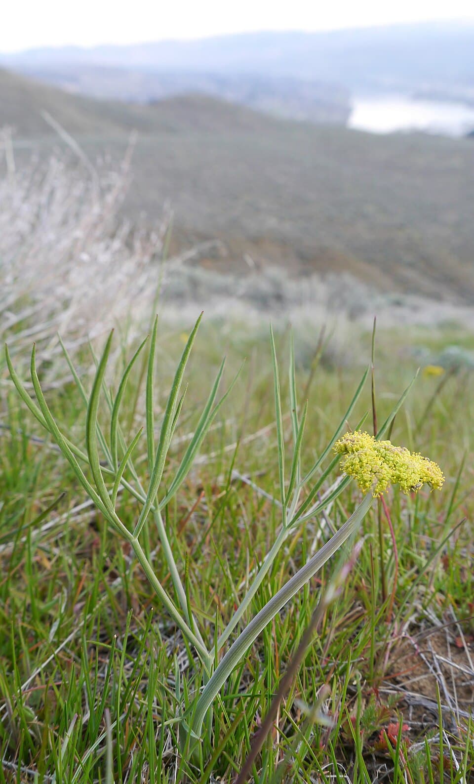 Nineleaf biscuitroot