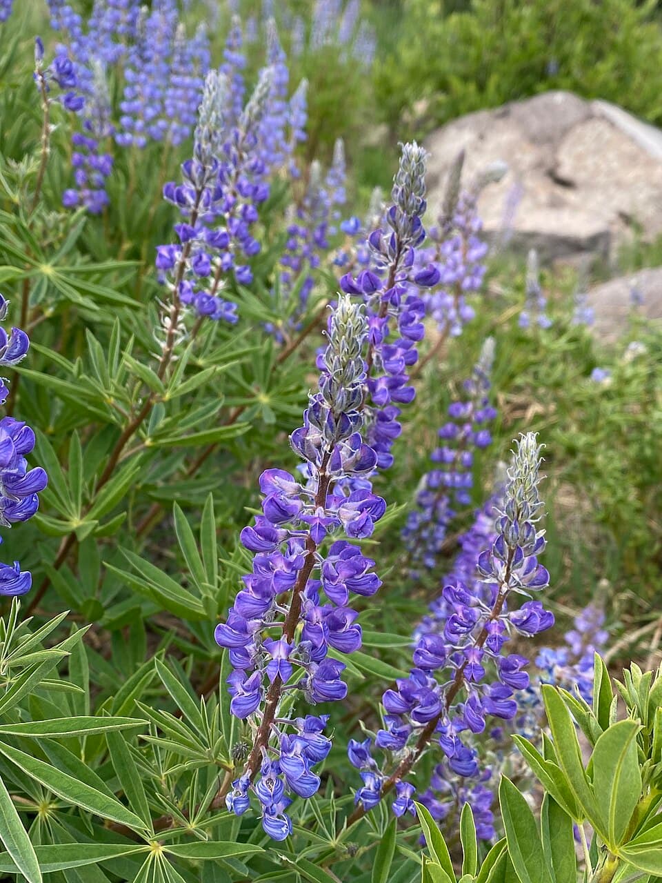 Silverleaf lupine