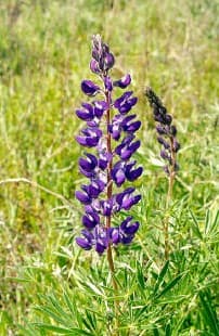 Silky lupine