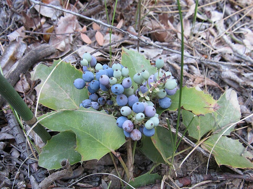 Creeping Oregon grape