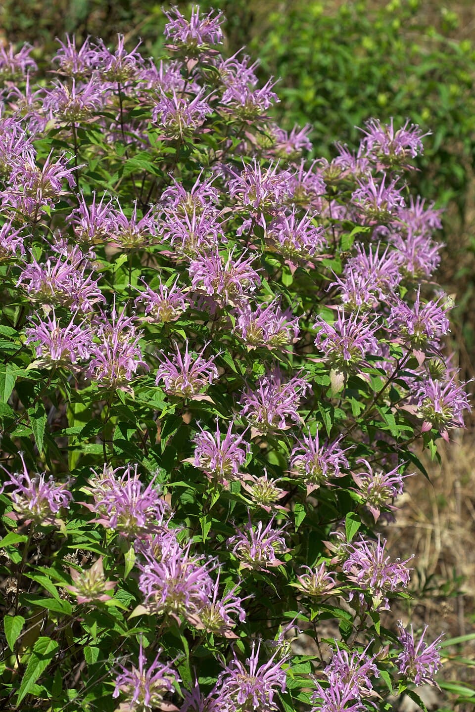 Wild bergamot