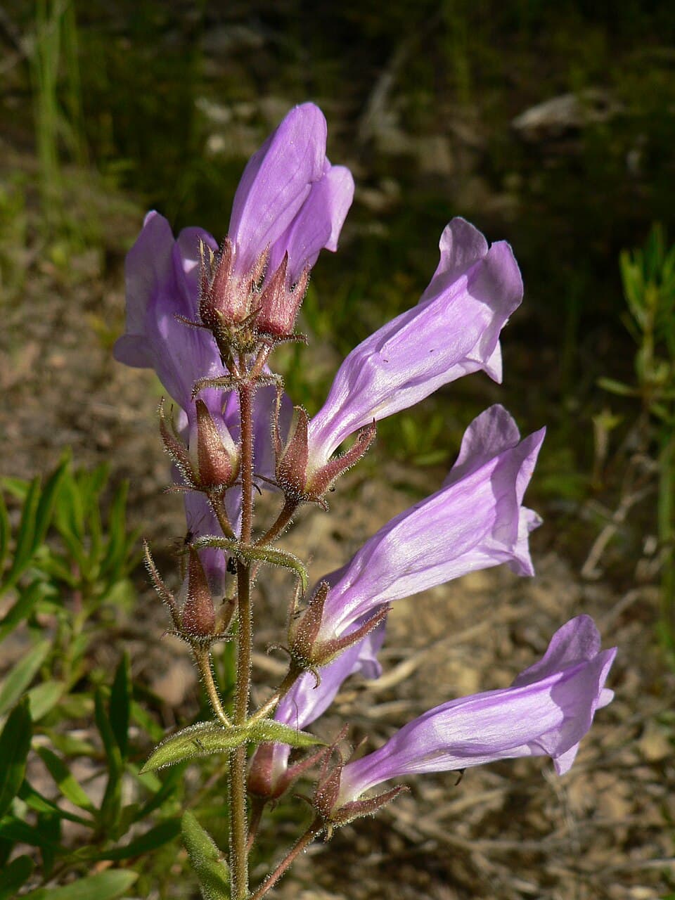 Shrubby penstemon