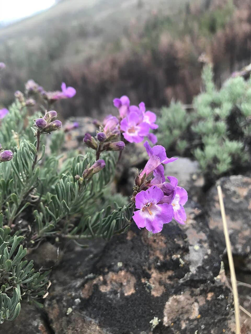 Gairdner's penstemon