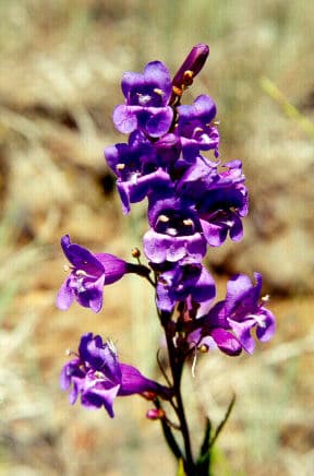 Venus penstemon