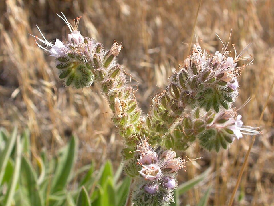 Silverleaf phacelia