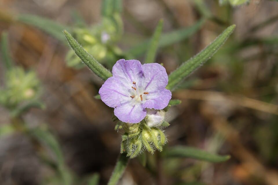Threadleaf phacelia
