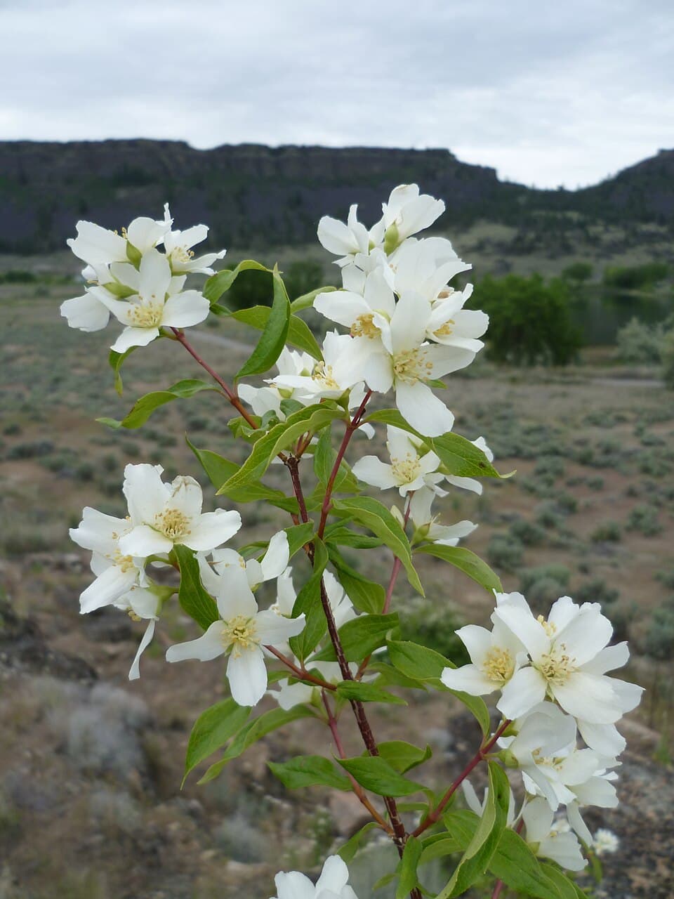 Lewis' mock orange
