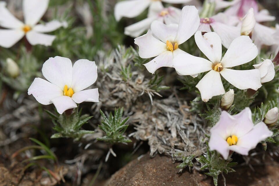 Hood's phlox