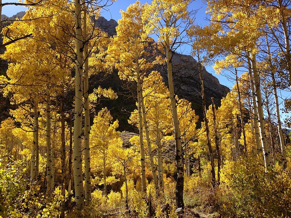 Quaking aspen