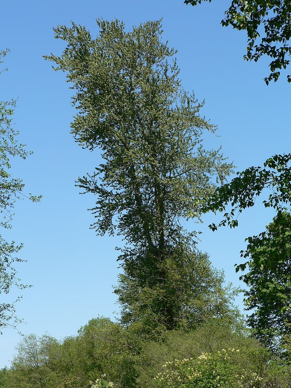 Black cottonwood