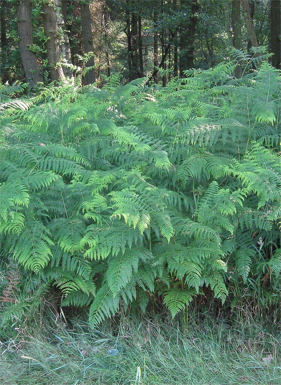 Bracken fern