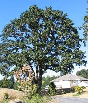 Oregon white oak