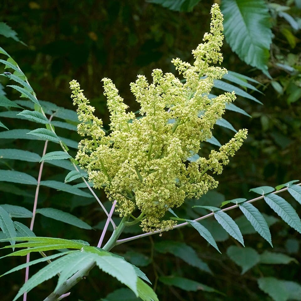 Smooth sumac