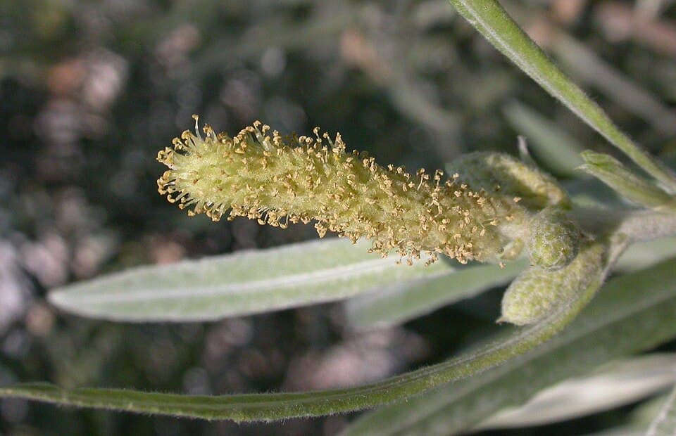Coyote willow