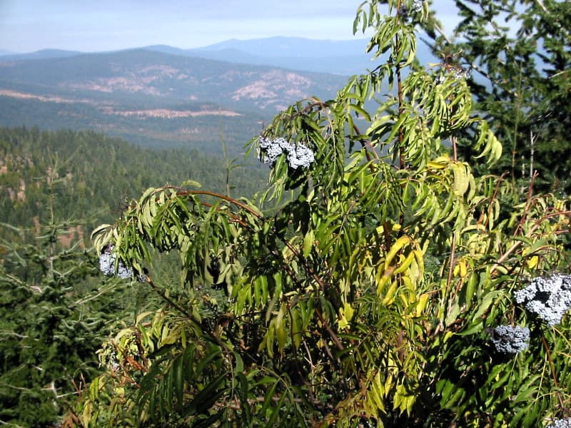 Blue elderberry