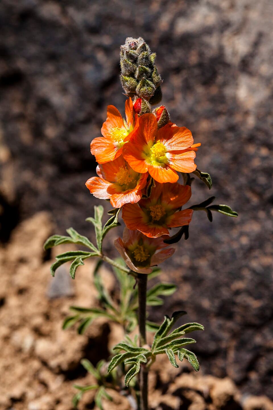 Scarlet globemallow